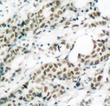 Immunohistochemistry - Phospho-FOXO4-S197 pAb 