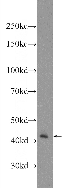 K-562 cells were subjected to SDS PAGE followed by western blot with Catalog No:113139(NF45 Antibody) at dilution of 1:1000