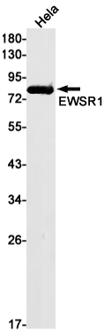 Western blot detection of EWSR1 in Hela cell lysates using EWSR1 Rabbit mAb(1:1000 diluted).Predicted band size:69kDa.Observed band size:85kDa.