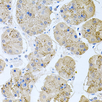 Immunohistochemistry - RAPSN Polyclonal Antibody 