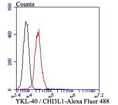 Fig5:; Flow cytometric analysis of YKL-40 / CHI3L1 was done on HepG2 cells. The cells were fixed, permeabilized and stained with YKL-40 / CHI3L1 antibody at 1/100 dilution (red) compared with an unlabelled control (cells without incubation with primary antibody; black). After incubation of the primary antibody on room temperature for an hour, the cells was stained with a Alexa Fluor™ 488-conjugated goat anti-mouse IgG Secondary antibody at 1/500 dilution for 30 minutes.