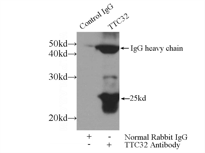 IP Result of anti-TTC32 (IP:Catalog No:116381, 4ug; Detection:Catalog No:116381 1:300) with mouse testis tissue lysate 4000ug.