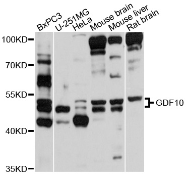 Western blot - GDF10 Polyclonal Antibody 
