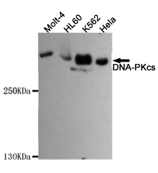 Western blot detection of DNA-PKcs in Hela,K562,HL-60 and MOLT-4 cell lysates using DNA-PKcs mouse mAb (1:1000 diluted).Predicted band size:450KDa,Observed band size:450KDa.