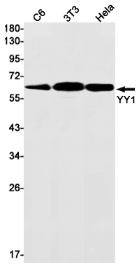 Western blot detection of YY1 in C6,3T3,Hela cell lysates using YY1 Rabbit mAb(1:1000 diluted).Predicted band size:45kDa.Observed band size:65kDa.