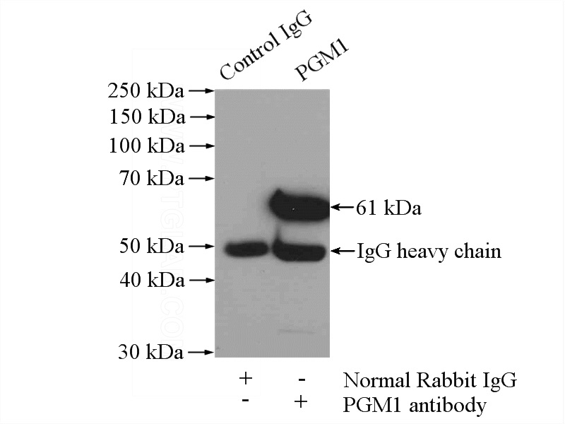 IP Result of anti-PGM1 (IP:Catalog No:113789, 4ug; Detection:Catalog No:113789 1:1000) with mouse skin tissue lysate 3200ug.