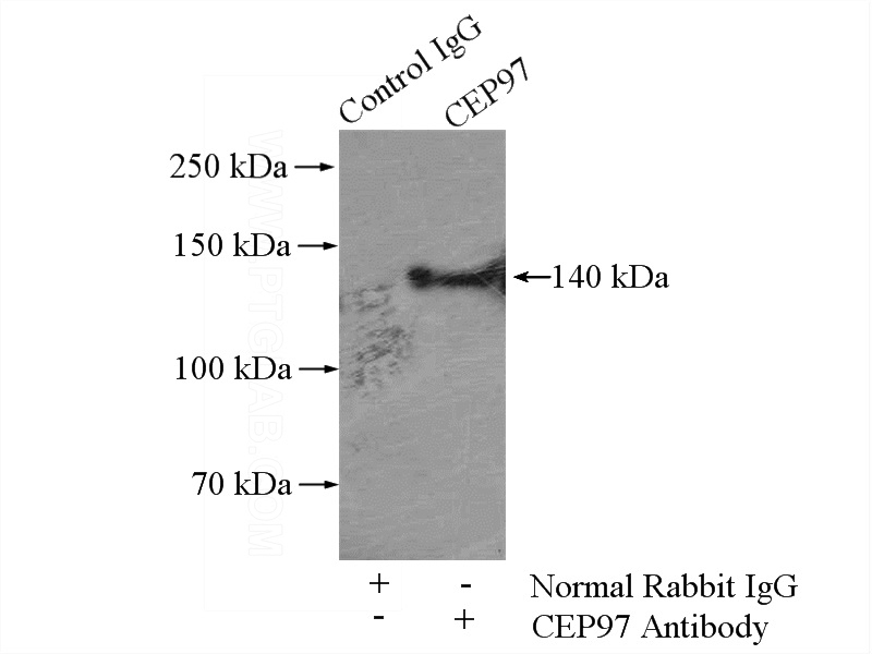 IP Result of anti-CEP97 (IP:Catalog No:109188, 4ug; Detection:Catalog No:109188 1:1000) with HeLa cells lysate 1200ug.