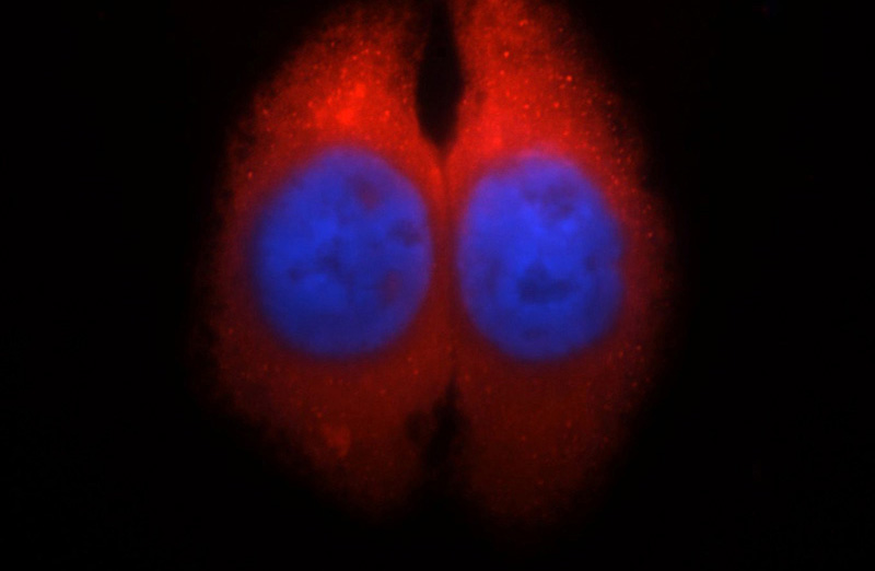 Immunofluorescent analysis of HepG2 cells, using OLFM3 antibody Catalog No:113340 at 1:25 dilution and Rhodamine-labeled goat anti-rabbit IgG (red). Blue pseudocolor = DAPI (fluorescent DNA dye).