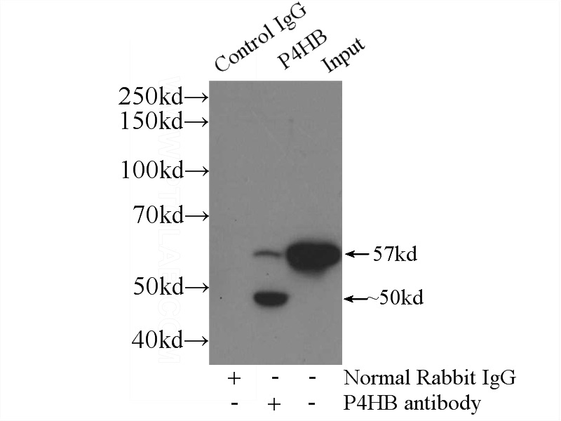 IP Result of anti-PDI (IP:Catalog No:113681, 3ug; Detection:Catalog No:113681 1:300) with mouse liver tissue lysate 4000ug.