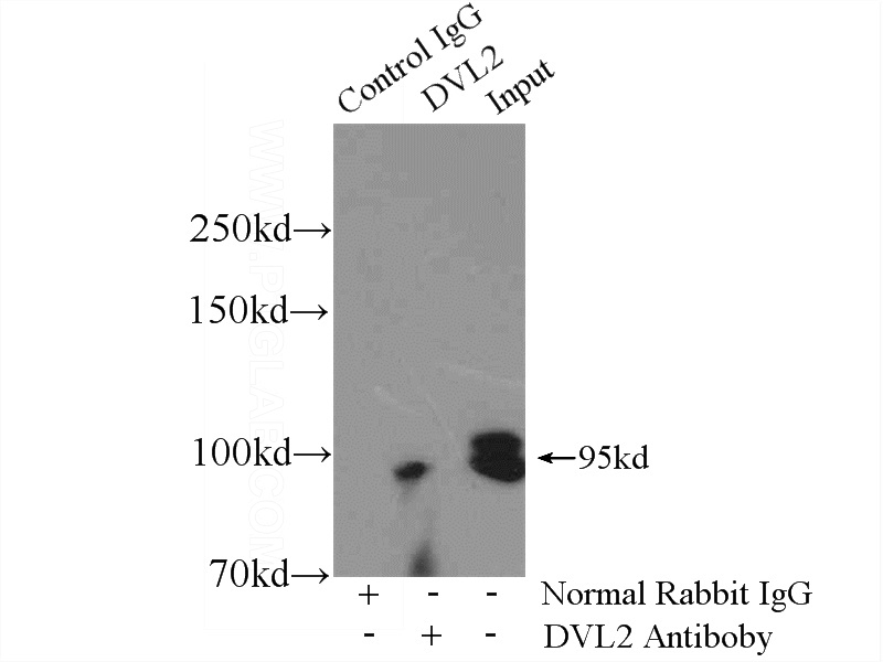 IP Result of anti-DVL2 (IP:Catalog No:110125, 4ug; Detection:Catalog No:110125 1:1000) with MCF-7 cells lysate 3200ug.