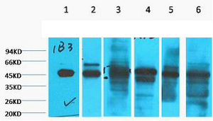 Western blot analysis of 1) HepG2, 2) Hela, 3) Mouse Liver tissue, 4) C2C12, 5) Rat Heart tissue, 6) Mouse Skeletal Muscle tissue, diluted at 1:2000.
