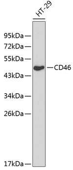 Western blot - CD46 Polyclonal Antibody 