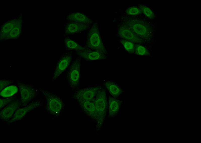 Immunofluorescent analysis of (-20oc Ethanol) fixed HepG2 cells using Catalog No:114121(PPFIBP1 Antibody) at dilution of 1:50 and Alexa Fluor 488-congugated AffiniPure Goat Anti-Rabbit IgG(H+L)
