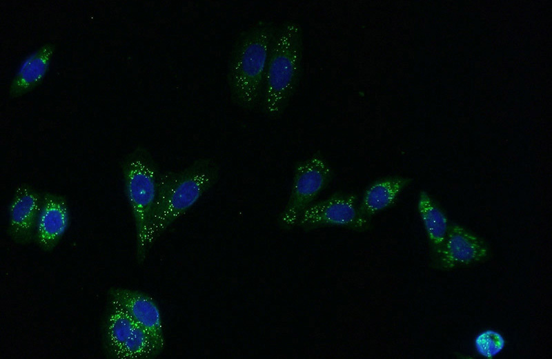 Immunofluorescent analysis of (-20oc Ethanol) fixed HepG2 cells using Catalog No:116459(TXNRD2 Antibody) at dilution of 1:50 and Alexa Fluor 488-congugated AffiniPure Goat Anti-Rabbit IgG(H+L)