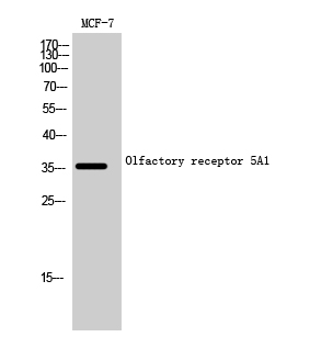 Fig1:; Western Blot analysis of MCF-7 cells using Olfactory receptor 5A1 Polyclonal Antibody