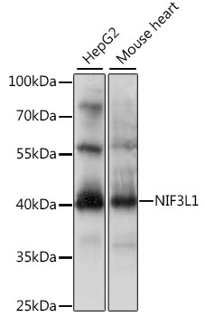 Western blot - NIF3L1 Polyclonal Antibody 
