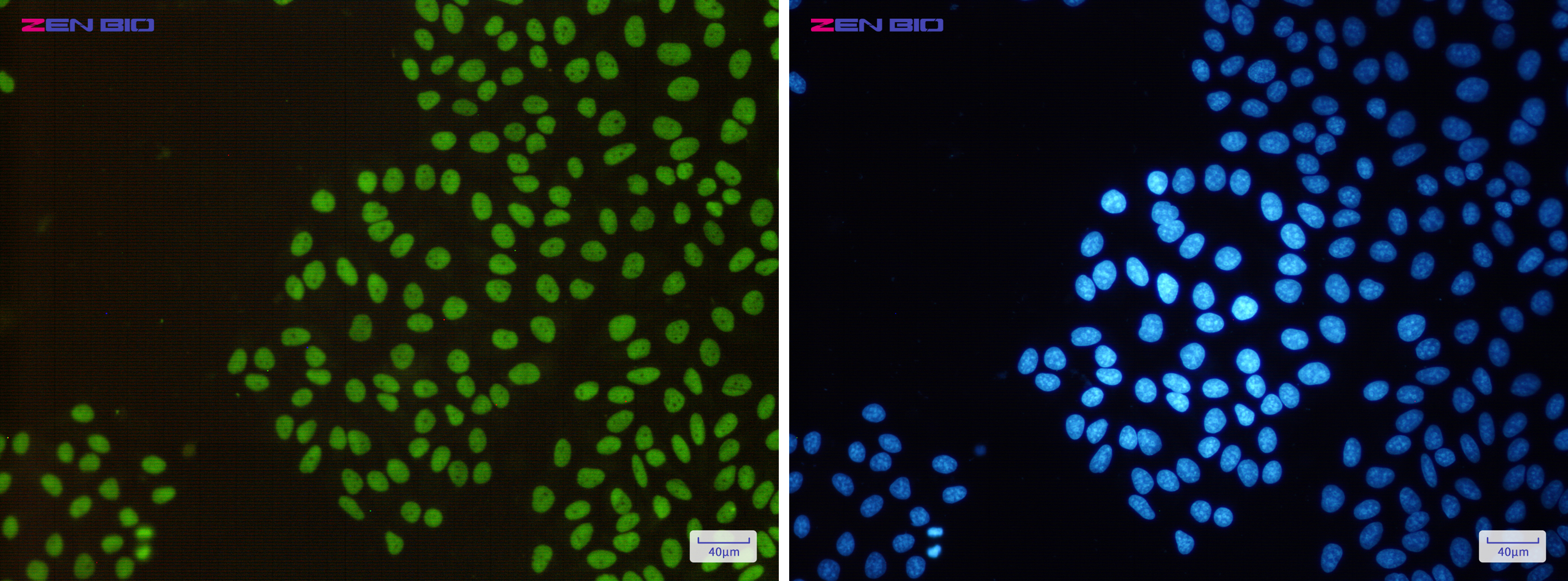 Immunocytochemistry of RbAp48(green) in Hela cells using RbAp48 Rabbit pAb at dilution 1/50, and DAPI(blue)