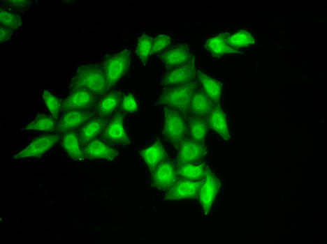 Immunofluorescence - SSRP1 Polyclonal Antibody 