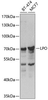 Western blot - LPO Polyclonal Antibody 