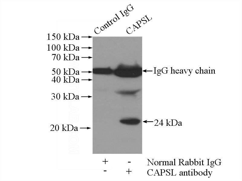 IP Result of anti-CAPSL (IP:Catalog No:108842, 4ug; Detection:Catalog No:108842 1:500) with mouse lung tissue lysate 4000ug.