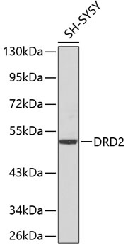 Western blot - DRD2 Polyclonal Antibody 
