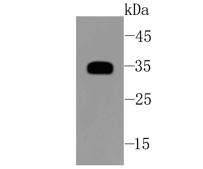 Fig1: Western blot analysis of SFRP1 on human kidney cells lysates using anti-SFRP1 antibody at 1/500 dilution.