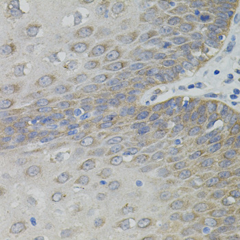Immunohistochemistry - SLC30A1 Polyclonal Antibody 