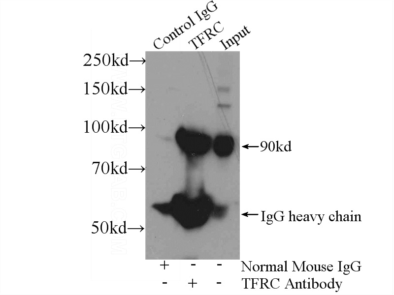 IP Result of anti-CD71 (IP:Catalog No:107143, 5ug; Detection:Catalog No:107143 1:1000) with HeLa cells lysate 2400ug.