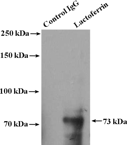 IP Result of anti-LTF (IP:Catalog No:112266, 4ug; Detection:Catalog No:112266 1:600) with HeLa cells lysate 4000ug.