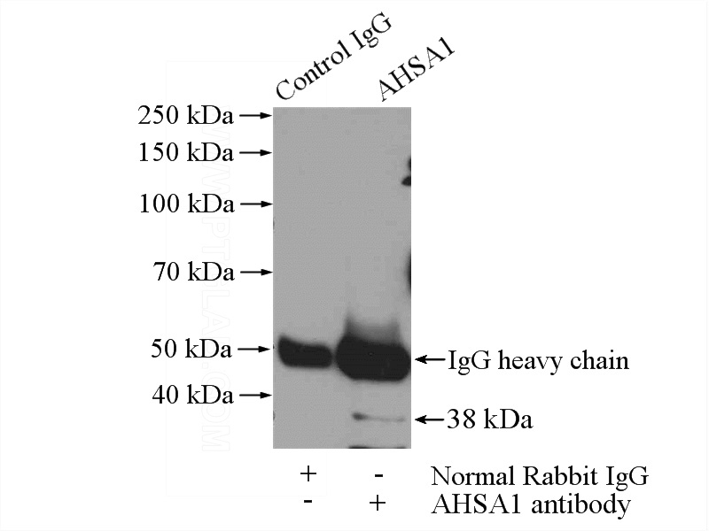 IP Result of anti-AHSA1 (IP:Catalog No:107847, 4ug; Detection:Catalog No:107847 1:500) with mouse brain tissue lysate 2640ug.