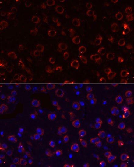 Immunofluorescence - MEGF10 Polyclonal Antibody 