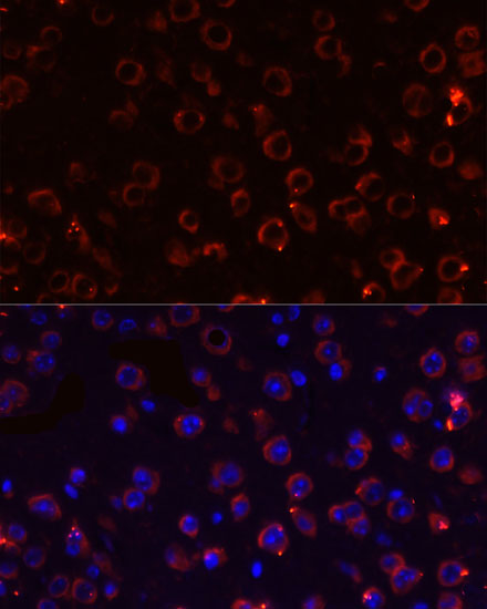 Immunofluorescence - MEGF10 Polyclonal Antibody 