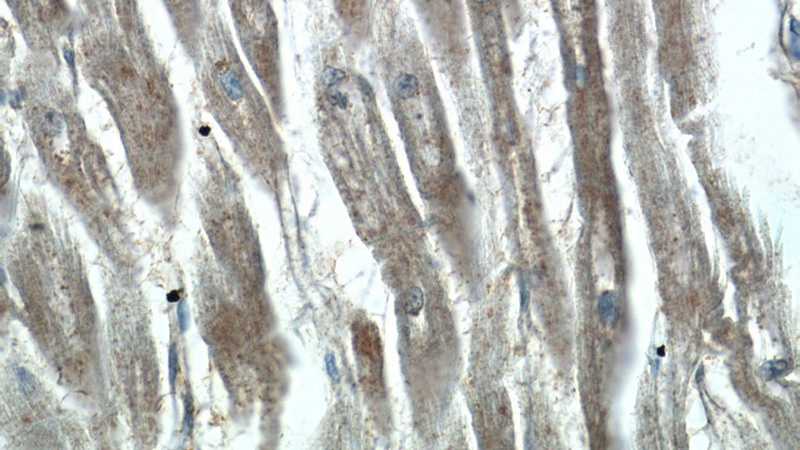 Immunohistochemistry of paraffin-embedded human heart tissue slide using Catalog No:108017(AMZ1 Antibody) at dilution of 1:50 (under 40x lens)