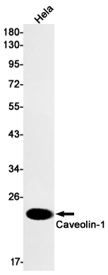 Western blot detection of Caveolin-1 in Hela cell lysates using Caveolin-1 Rabbit mAb(1:1000 diluted).Predicted band size:20kDa.Observed band size:20kDa.
