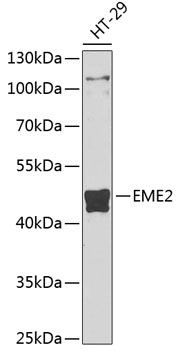 Western blot - EME2 Polyclonal Antibody 
