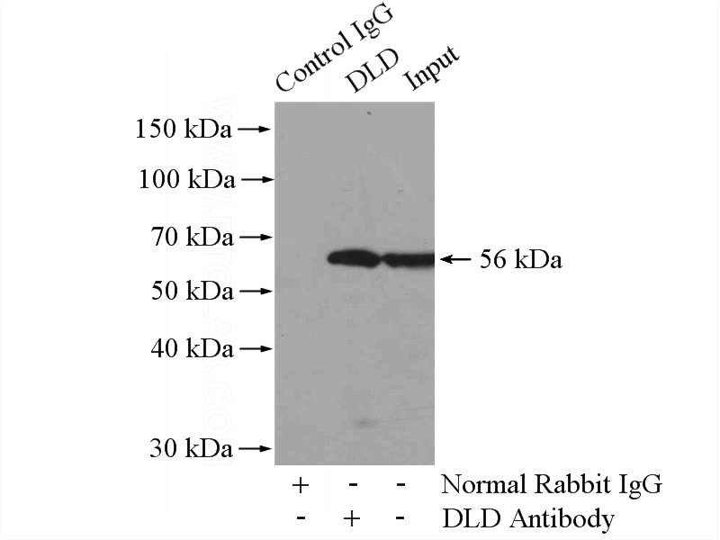 IP Result of anti-DLD (IP:Catalog No:109987, 4ug; Detection:Catalog No:109987 1:1000) with mouse liver tissue lysate 6000ug.