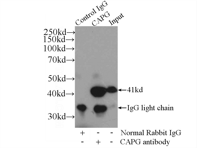 IP Result of anti-CAPG (IP:Catalog No:108934, 4ug; Detection:Catalog No:108934 1:500) with mouse heart tissue lysate 4000ug.