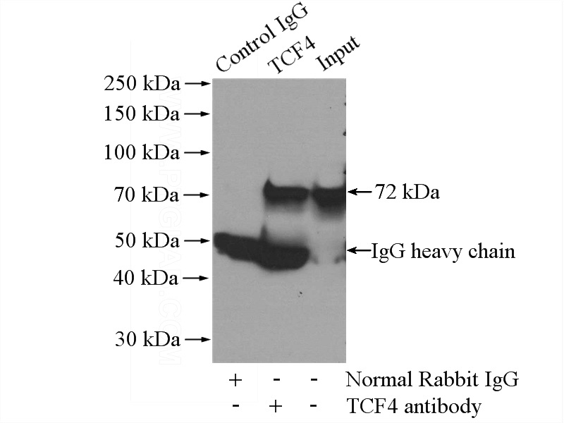IP Result of anti-TCF4 (IP:Catalog No:115905, 4ug; Detection:Catalog No:115905 1:500) with mouse lung tissue lysate 4000ug.