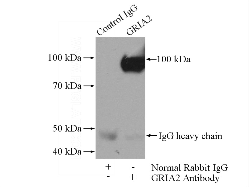 IP Result of anti-GRIA2 (IP:Catalog No:111080, 4ug; Detection:Catalog No:111080 1:500) with mouse brain tissue lysate 4000ug.