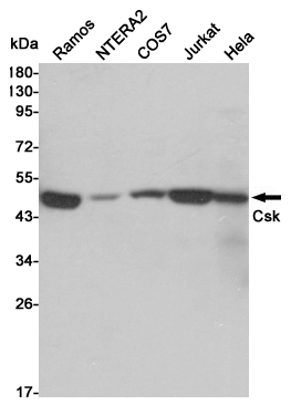 Anti-CSK (5E10) Mouse antibody