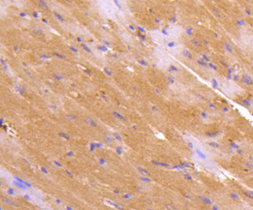 Fig7: Immunohistochemical analysis of paraffin-embedded mouse heart tissue using anti-Osteoprotegerin antibody. Counter stained with hematoxylin.