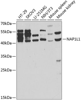 Western blot - NAP1L1 Polyclonal Antibody 