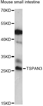 Western blot - TSPAN3 Polyclonal Antibody 