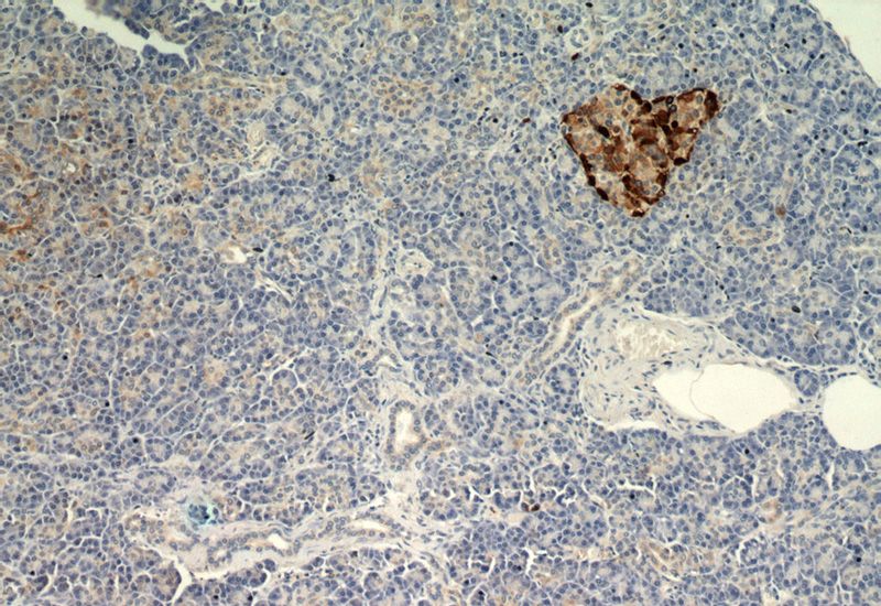 Immunohistochemical of paraffin-embedded human pancreas using Catalog No:111040(GCG antibody) at dilution of 1:200 (under 10x lens)