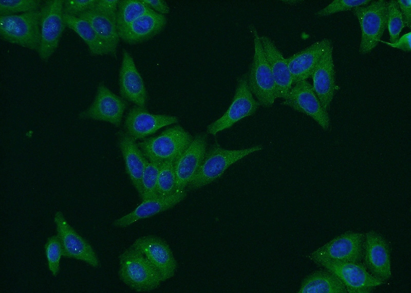 Immunofluorescent analysis of HepG2 cells using Catalog No:113717(EIF2AK3 Antibody) at dilution of 1:50 and Alexa Fluor 488-congugated AffiniPure Goat Anti-Rabbit IgG(H+L)
