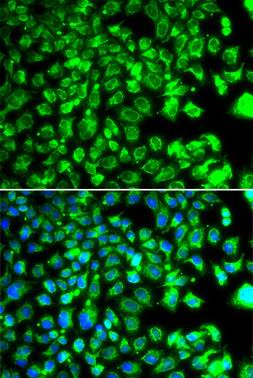 Immunofluorescence - C10orf32 Polyclonal Antibody 