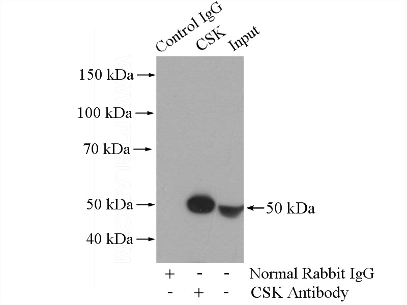 IP Result of anti-CSK (IP:Catalog No:109597, 4ug; Detection:Catalog No:109597 1:800) with HL-60 cells lysate 1000ug.
