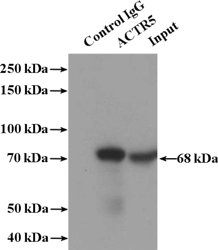 IP Result of anti-ACTR5 (IP:Catalog No:108163, 4ug; Detection:Catalog No:108163 1:500) with HEK-293 cells lysate 1120ug.