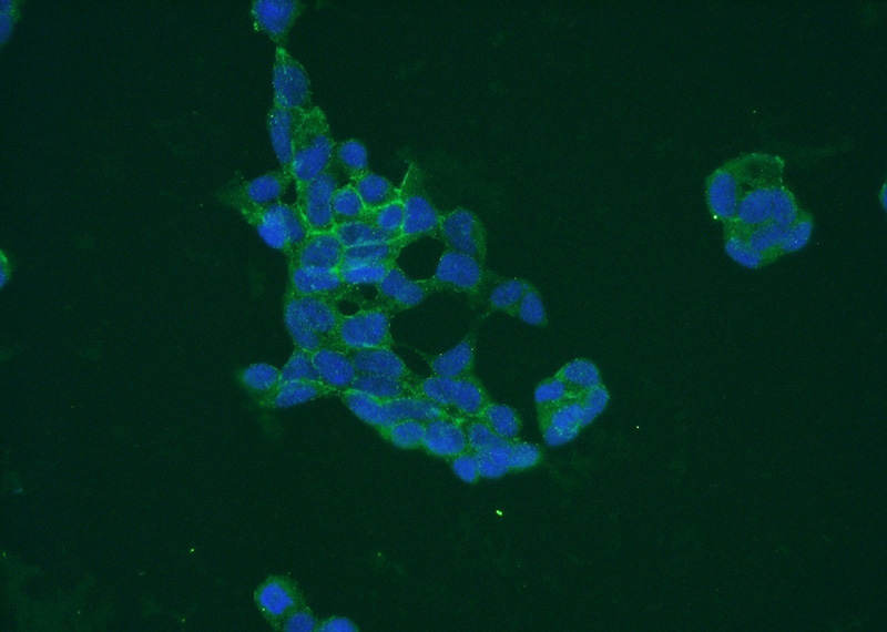 Immunofluorescent analysis of HEK-293 cells using Catalog No:113473(PAAF1 Antibody) at dilution of 1:50 and Alexa Fluor 488-congugated AffiniPure Goat Anti-Rabbit IgG(H+L)