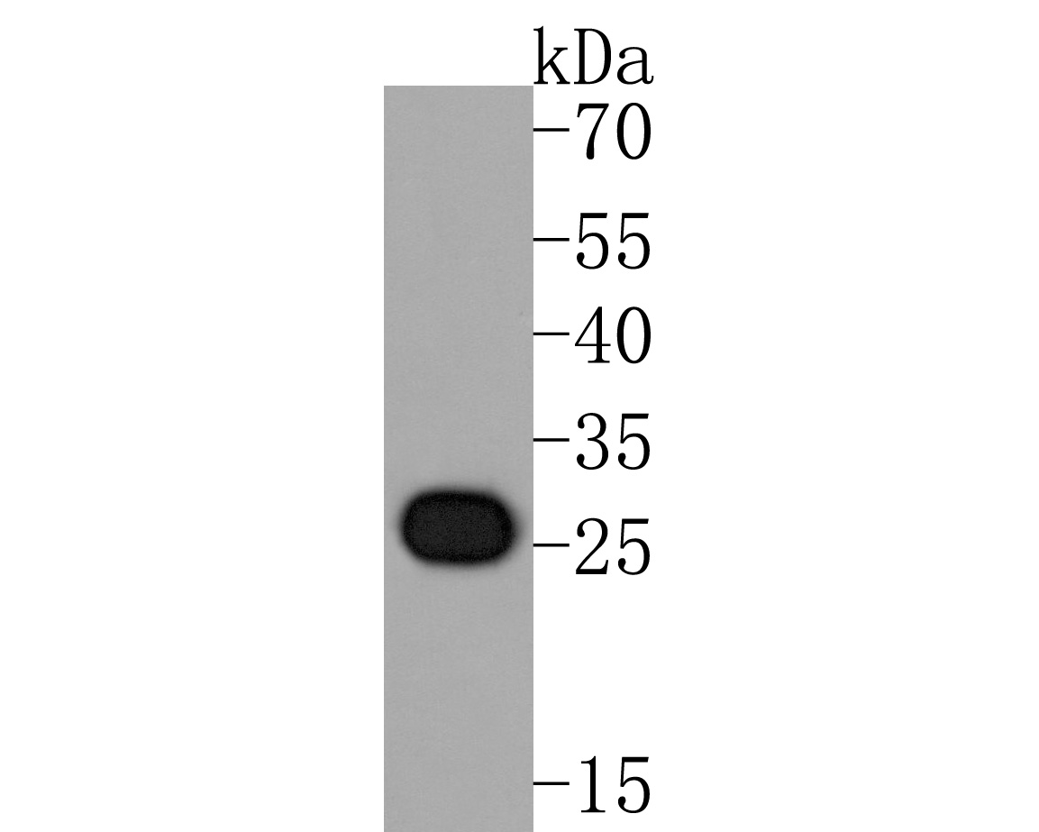 Fig1:; Western blot analysis of CLIC2 on K562 cell lysates. Proteins were transferred to a PVDF membrane and blocked with 5% NFDM/TBST for 1 hour at room temperature. The primary antibody ( 1/500) was used in 5% NFDM/TBST at room temperature for 2 hours. Goat Anti-Mouse IgG - HRP Secondary Antibody (HA1006) at 1:20,000 dilution was used for 1 hour at room temperature.